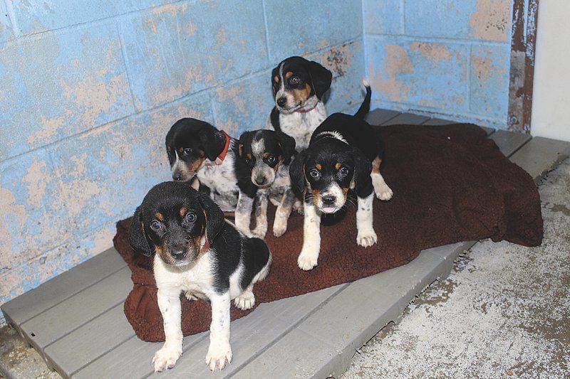 Kevin McClintock: Mom, cute pups soon available for adoption